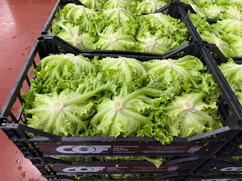 Lattuga Gentile - Italia - 3,50/3,80 euro al chilo